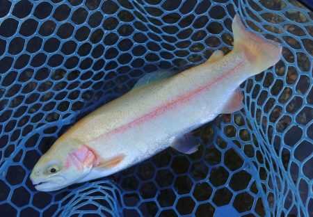 ミノーイングを楽しむ ～フィッシングパーク高島の泉～